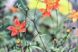 花,自然,花園里的花