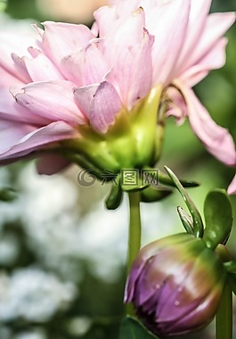 花,自然,花园里的花