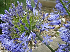 agapanthus,花,盛開(kāi)