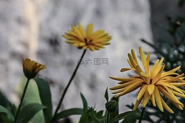 花,黃色,自然