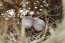 鸟的蛋,巢,自然