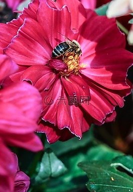 昆蟲,花,自然