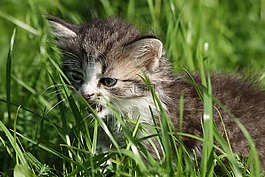 小猫,动物,灰色