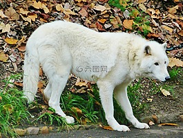 加利福尼亞州,動物園,狼
