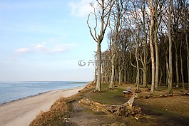 海,海灘,森林