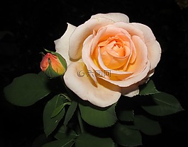 玫瑰,花,花瓣