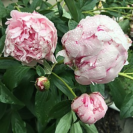粉紅色,牡丹,花園
