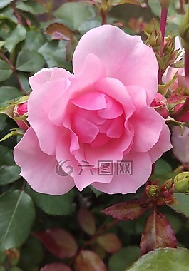 ros,花卉,粉色