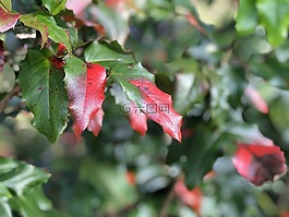 工作表,樹(shù),綠色
