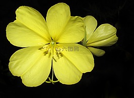 花,自然,植物區(qū)系