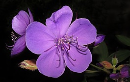 花,自然,植物區(qū)系