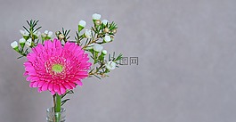 非洲菊,花,開花