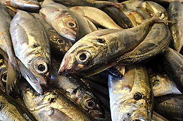 魚,沙丁魚,葡萄牙