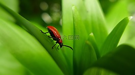 甲蟲(chóng),莉莉甲蟲(chóng),紅色