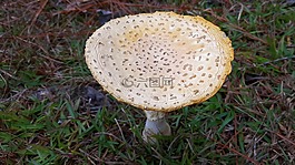 蘑菇,膏,flavivolvata