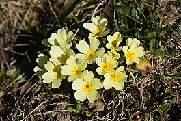 primmeln,黄色,开花