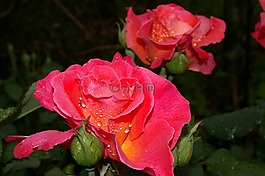 玫瑰,albrecht dürer,香的玫瑰