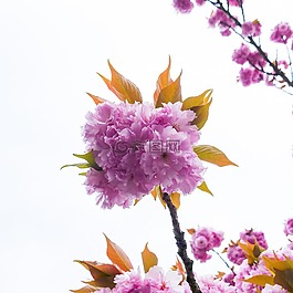 开花,粉红色,树