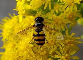 hoverfly,昆蟲,宏