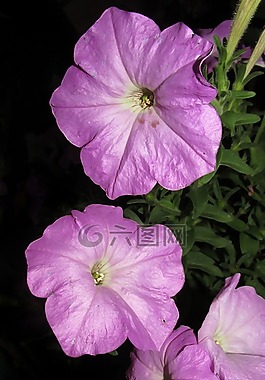 花,植物區(qū)系,自然