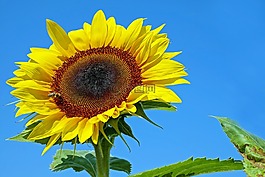 太陽花,花,開花