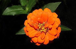 自然,花,植物區(qū)系