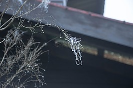 露,滴的水,廠