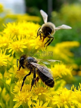 蜜蜂,昆蟲,宏