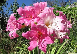 花,自然,植物區(qū)系
