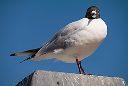 海鷗,北海,鳥