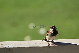 麻雀,鳥,野生動物