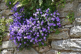 鮮花,性質(zhì),campanules