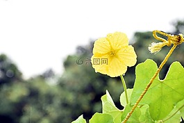 脊花葫蘆,黃色花,雨