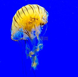 水母,meduse,cnidarian