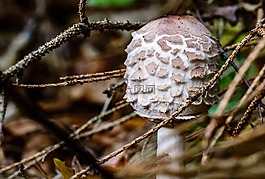 光盤真菌,蘑菇,屏幕真菌