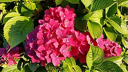 八仙花,花,開花