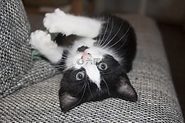 貓,宿醉,動物