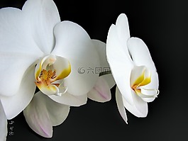 蘭花,白,花