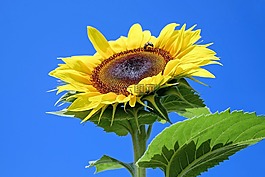 太陽花,花,開花