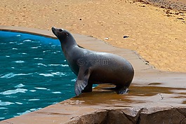 海獅,海,動(dòng)物