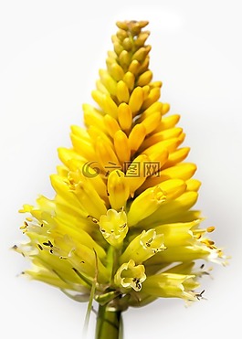 花,開花,關(guān)閉