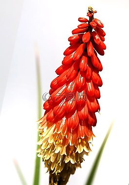 花,開花,關(guān)閉