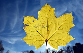 葉子,楓葉,秋季