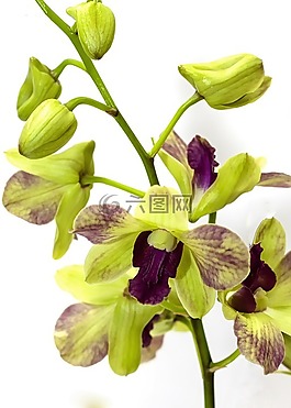 兰花,黄色,紫