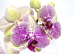 兰花,蝴蝶兰,黄色