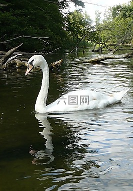 天鵝,河,漂流