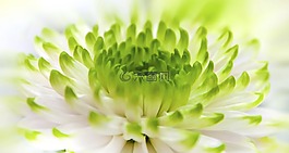 菊花,白,綠色