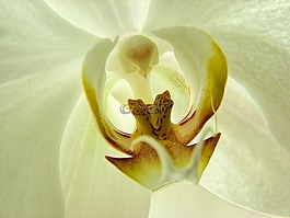 花的,蘭花,花