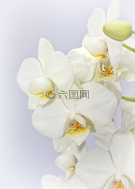 蝴蝶兰,兰花,weis
