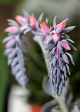 廠,多汁,waxflower